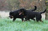 ROTTWEILER 465